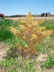 Two year old Fraser Fir with Phytophthora